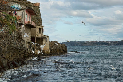 Birds flying over sea by houses against sky