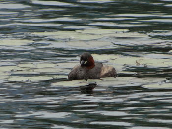 Duck swimming in lake