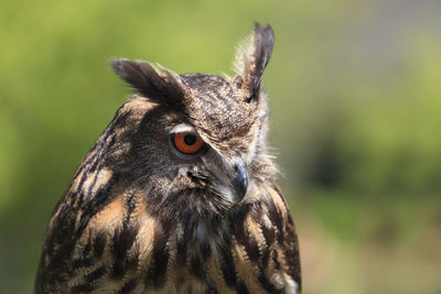 Close-up of a bird looking away