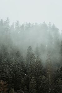 Trees in forest during foggy weather