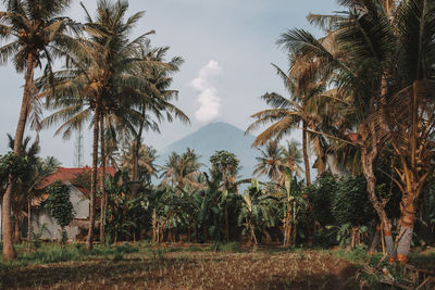 Palm trees on landscape against sky and vilcano puffing 