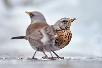 Close-up of birds perching