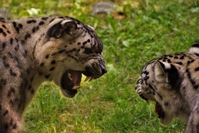 Close-up of two cats on field