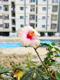 Close-up of flowers blooming outdoors