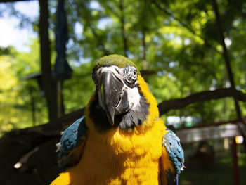 Close-up of a bird