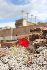 Close-up of red flowers