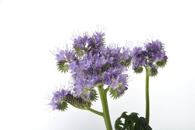 Close-up of purple flowering plant against white background