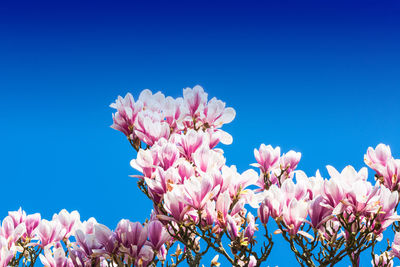 Low angle view of pink flowers blooming against blue sky
