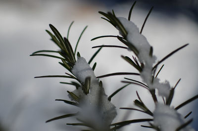 Close-up of plant against sky