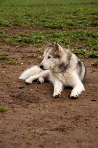 Dog lying down on land