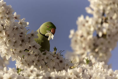 Bird perching on a cherry blossom