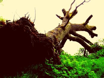 Low angle view of tree against clear sky