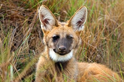 Close-up portrait of maned wolf against grass at zoo