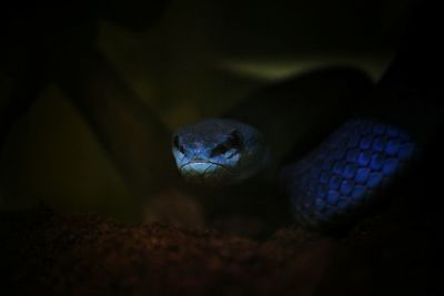 Close-up of snake