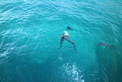 High angle view of man swimming in sea