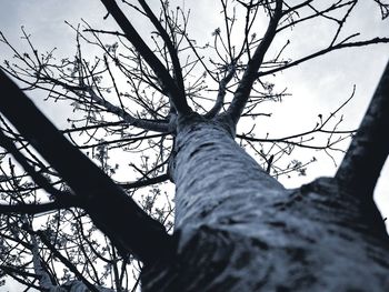 Low angle view of bare tree against sky