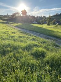 Scenic view of field against sky