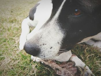 Close-up of dog on field