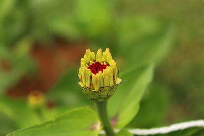 Close-up of flower bud growing on plant