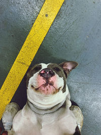 High angle portrait of a dog