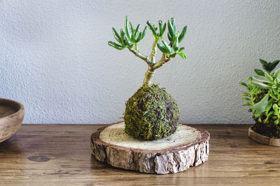 Close-up of potted plant on table against wall