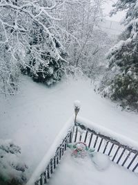 Snow covered trees