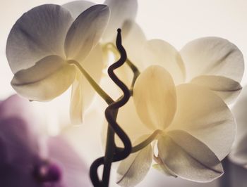 Close-up of white orchid