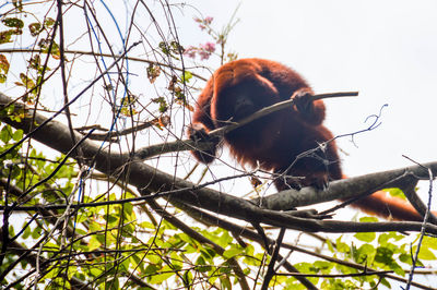 Low angle view of red howler monkey on branch against sky