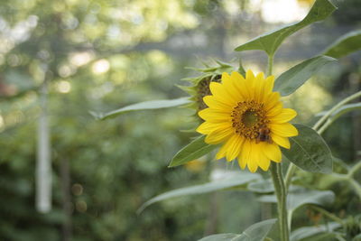 Close-up of honey bee on yellow flower