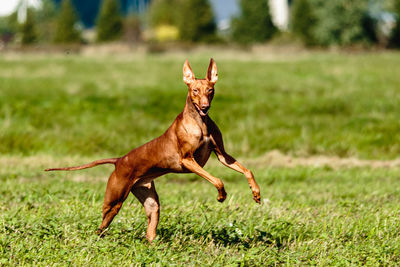 Cirneco dell etna running full speed at lure coursing sport