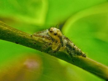 Close-up of insect on leaf