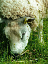 Close-up of sheep on grassy field