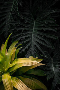 Close-up of leaves