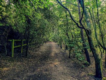 Shadow of trees on footpath