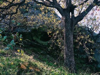 View of trees growing in forest