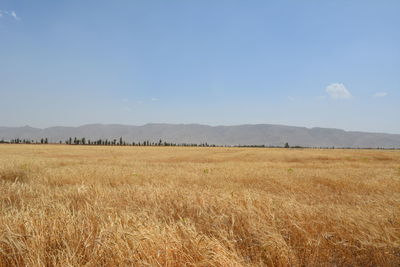 Scenic view of field against sky