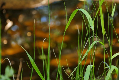 Close-up of grass growing on field