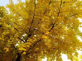 Low angle view of tree during autumn