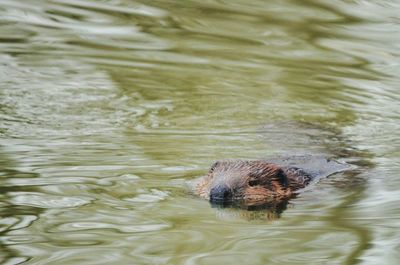 High angle view of. beaver swimming in lake