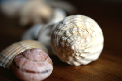 Close-up of shell on table