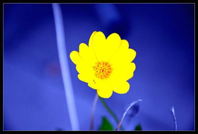 Close-up of yellow flowers