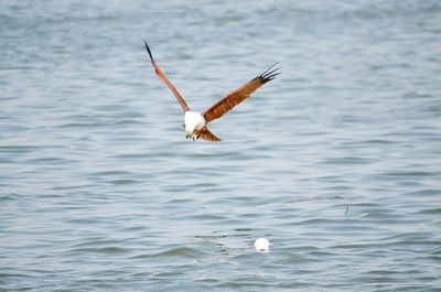 Seagull flying over water