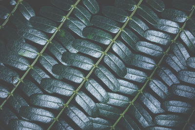 Full frame shot of plants