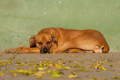 High angle view of puppy on carpet