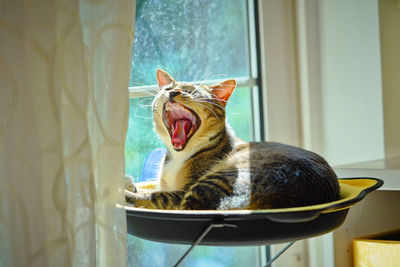 Cat yawning