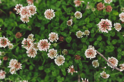 Close-up of white flowers