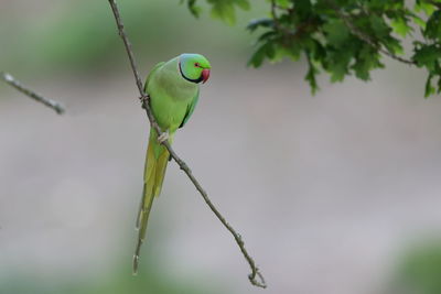 Close-up of parrot perching on branch