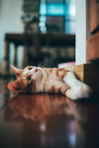 Close-up of a cat resting at home