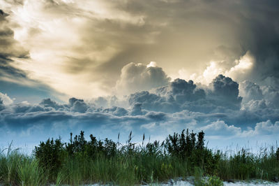 Panoramic shot of trees against sky