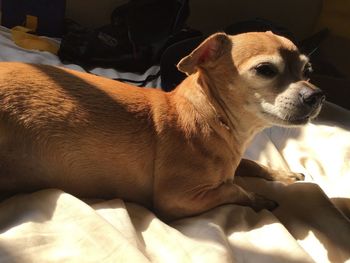 Close-up of a dog lying on bed at home